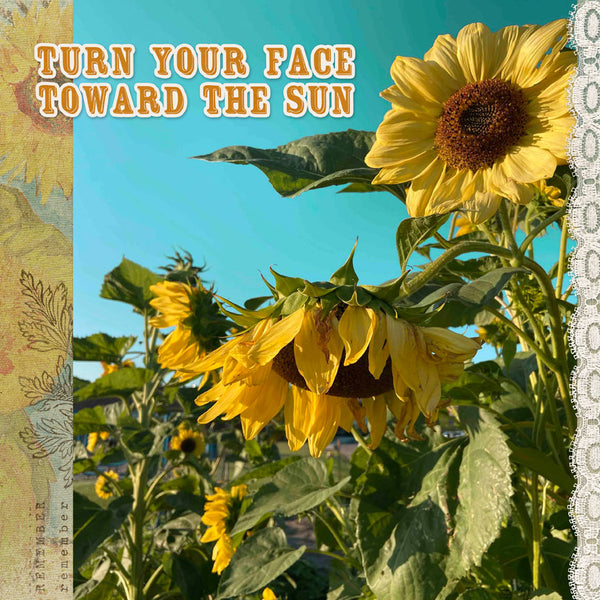 Sunflower Fields Paper Pak