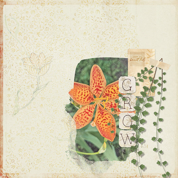 Boho Botanicals AlphaSet