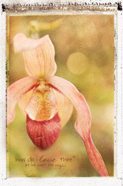 Nature's Sketchbook - Photo Art Blends 1