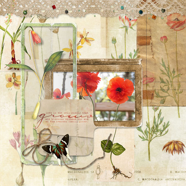 Butterfly Wings 5 Page Pak