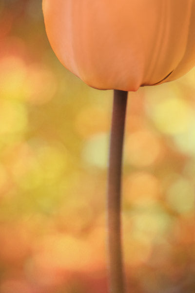 Nature's Sketchbook - Photo Art Blends 4