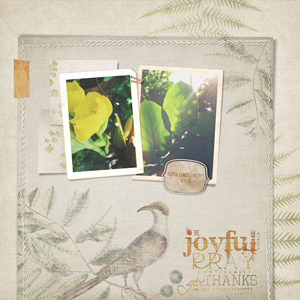 Feathered Ferns Paper Pak
