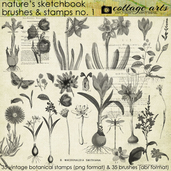 Nature's Sketchbook Brushes & Stamps 1